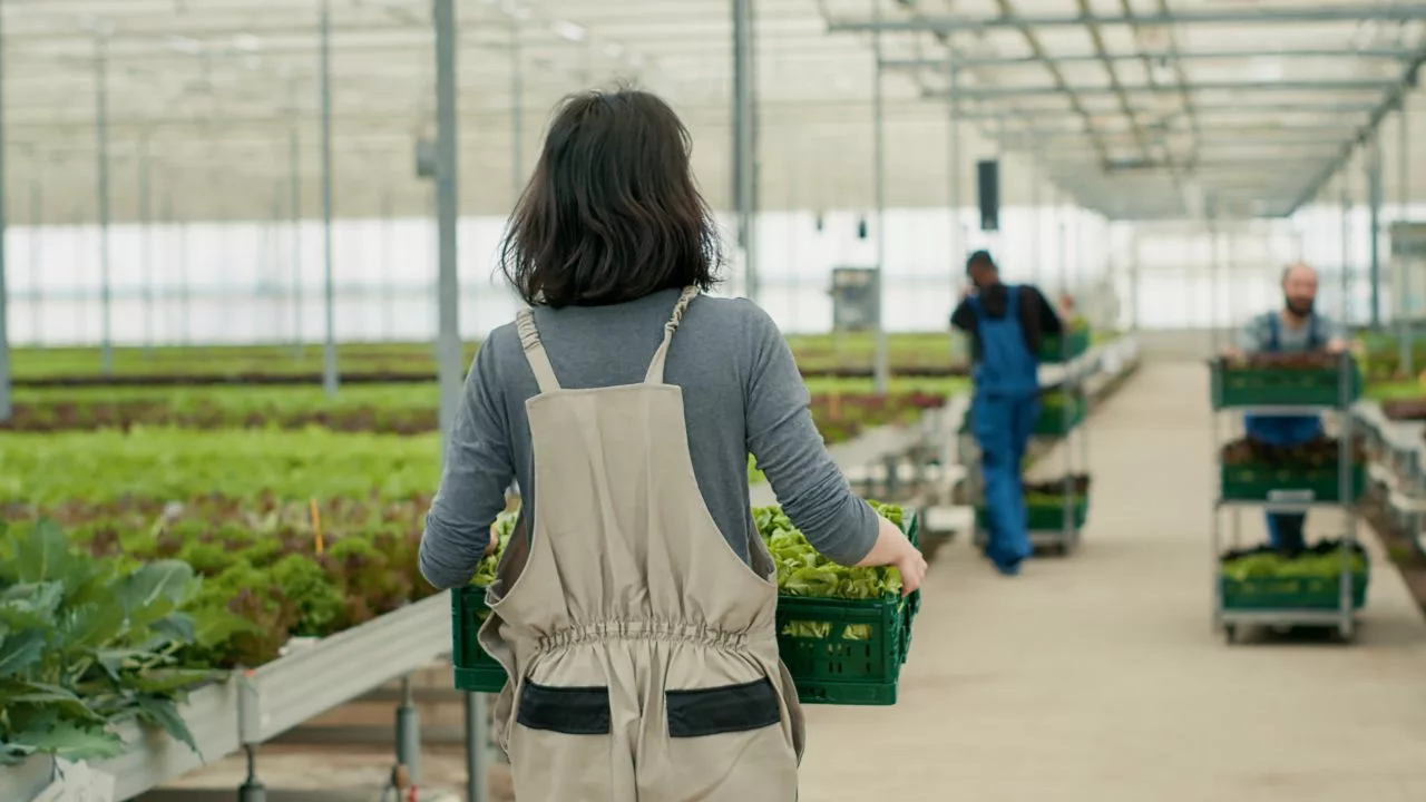 view-from-the-back-of-caucasian-vegetables-picker-holding-crate-with-lettuce-in-organic-farm-for-e1697192137700